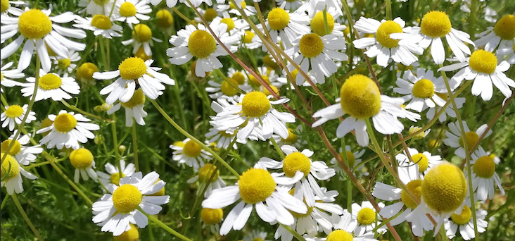 Camomilla: rimedi naturali e cura per la pelle