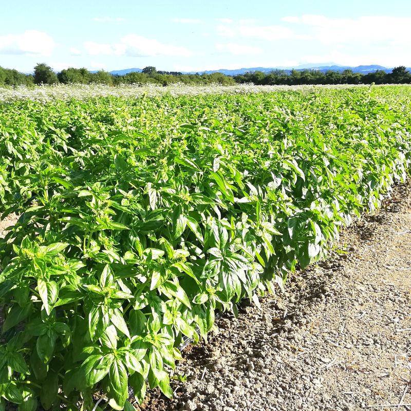 Basil essential oil The maze