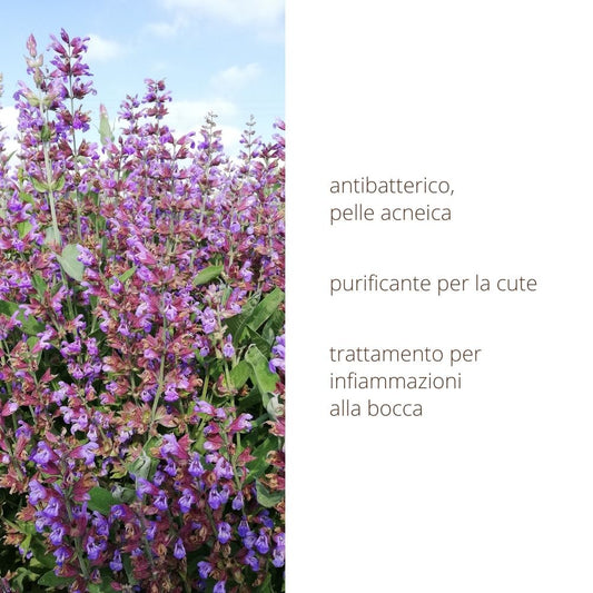 Idrolato di Salvia purificante cute